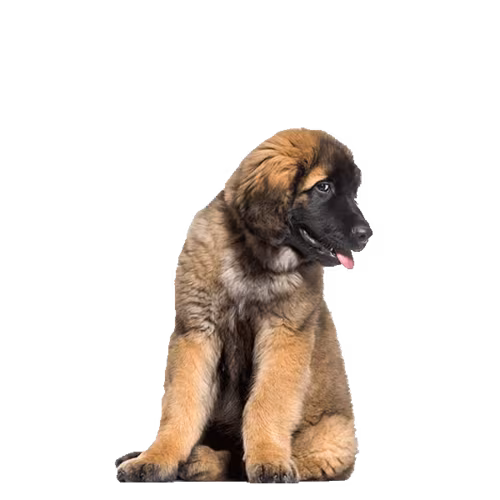 Leonberger — rasa Pies: Olbrzymi i Łagodny
