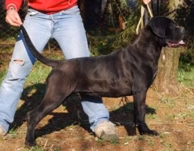 STAR DELLA VALLE DEI LORD, a Мода Кане Корсо registered with United Pet Club