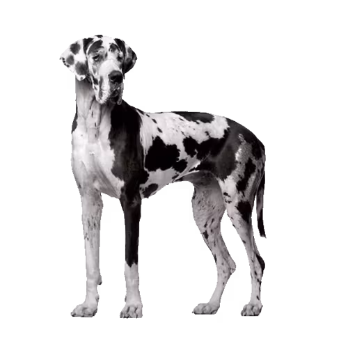 Great Dane (Dog) Great Dane — a Giant, Friendly Dog breed originating in Germany