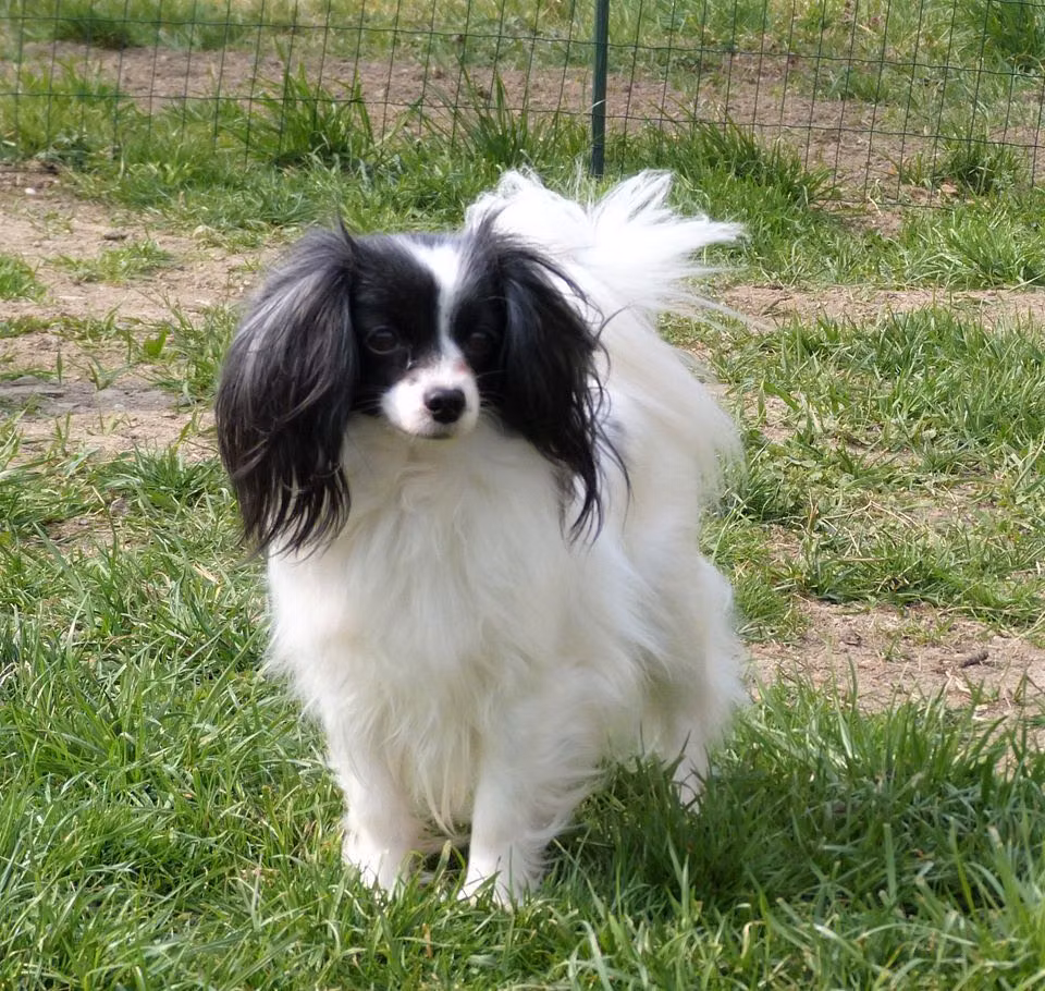 Eliska Fa-dy (PH), a Самка Папийон registered with United Pet Club