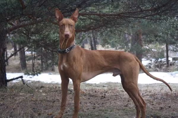 Barviha Best Boy, a Männlich Pharaonenhund registered with United Pet Club