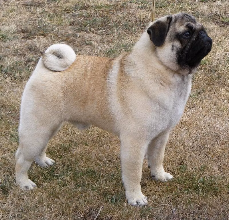 sweetsonnet Rusty james, a Mâle Carlin registered with United Pet Club
