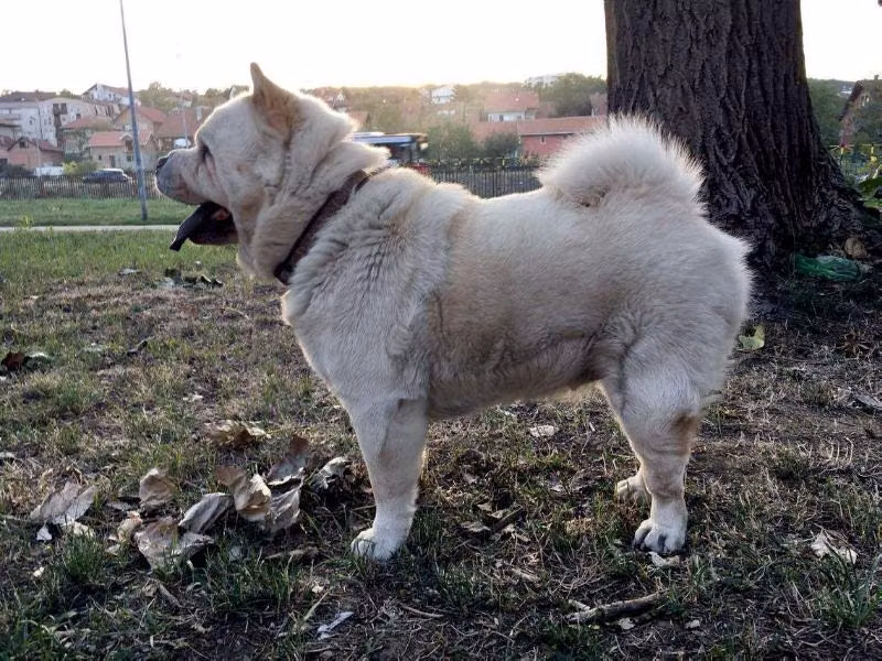 Tai od Šehera, a أنثى التشاو تشاو registered with United Pet Club