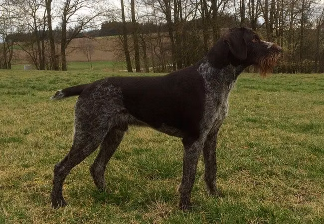 Nero  von der Hofmark, a Han Ruhåret Hønsehund registered with United Pet Club