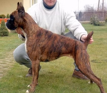 Black-Joy Janka, a Betina Boxer registered with United Pet Club