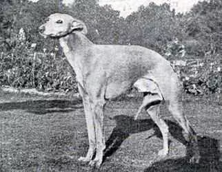 Conquisitor, a Самец Уиппет registered with United Pet Club
