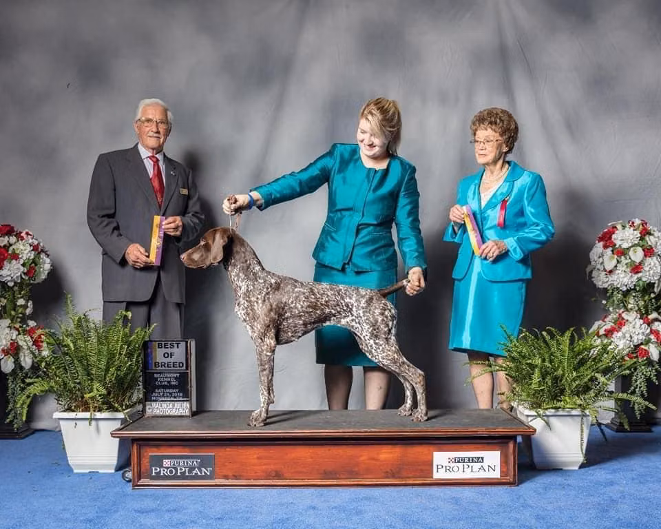 WAAP In It To Win It V NewPoint’s Thunderstorm, a Female Német rövidszőrű vizsla registered with United Pet Club