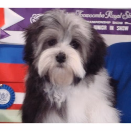Hollinsclose's Megatron, a Male Löwchen registered with United Pet Club