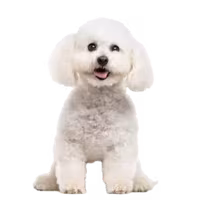 Bichon frisé — rasa Pies: Mały i Wesoły