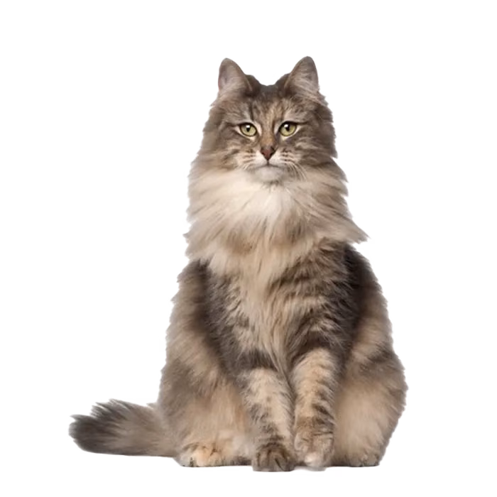 Ragamuffin ( Liebling) — a Large, Affectionate Cat breed