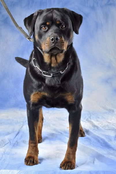 Ida vom Hercules | Rottweiler 