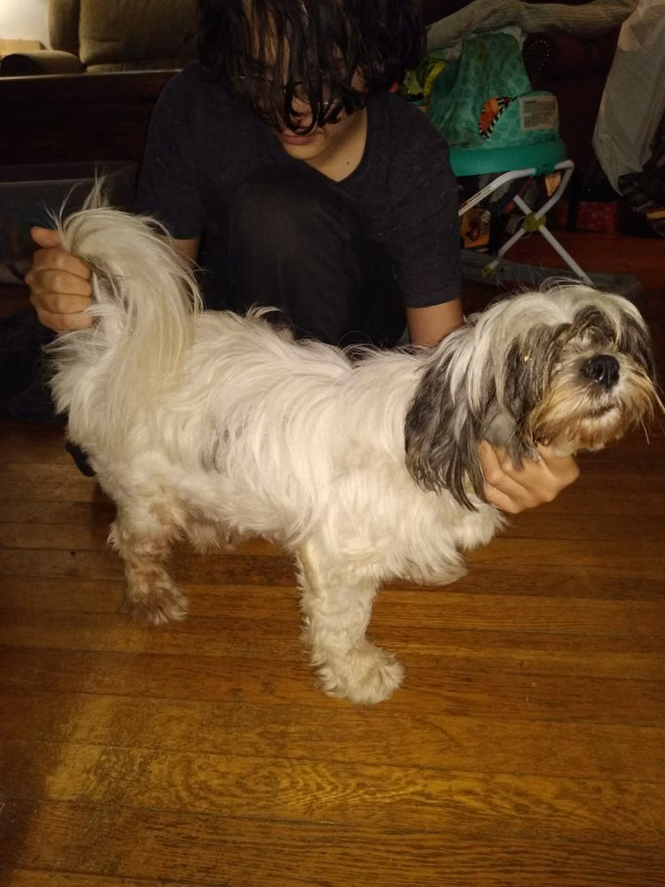 Rivalt's White Rose, a Femelle Lhassa Apso registered with United Pet Club