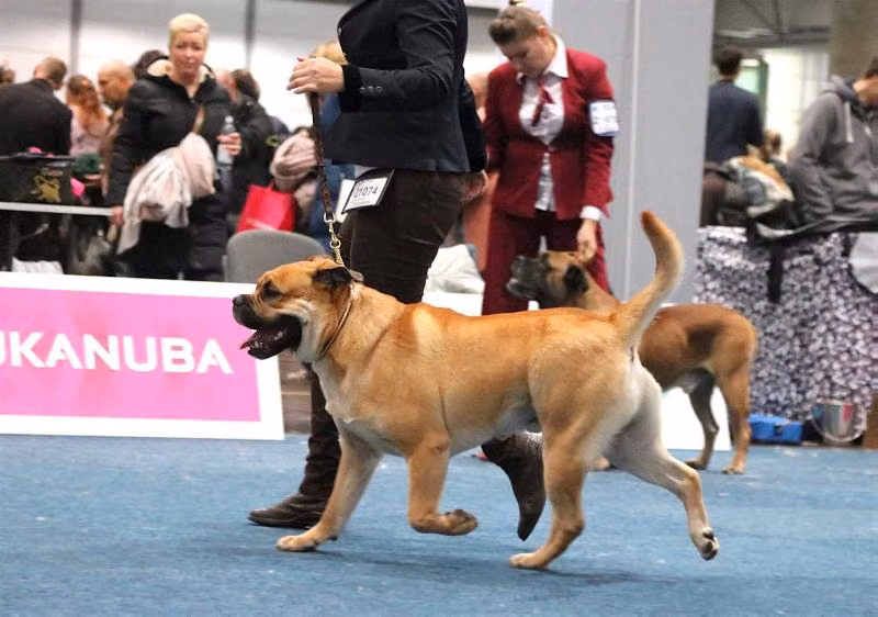 Ego Crixus, a نر کا ده بو registered with United Pet Club