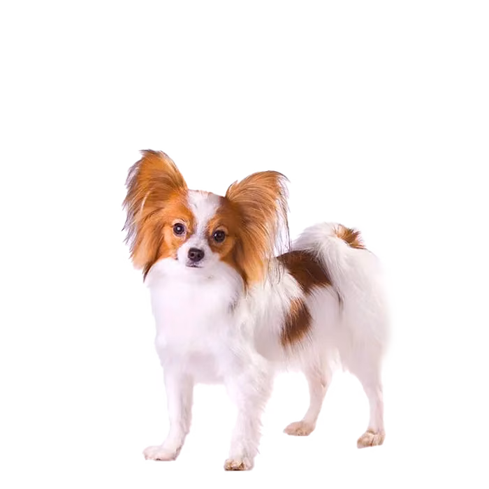 Papillon — rasa Pies: Toy i Przyjazny