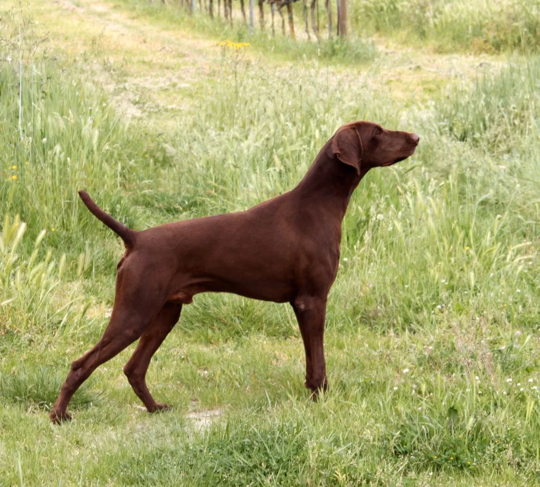 Ubold, a Mascul Pointer German cu Păr Scurt registered with United Pet Club