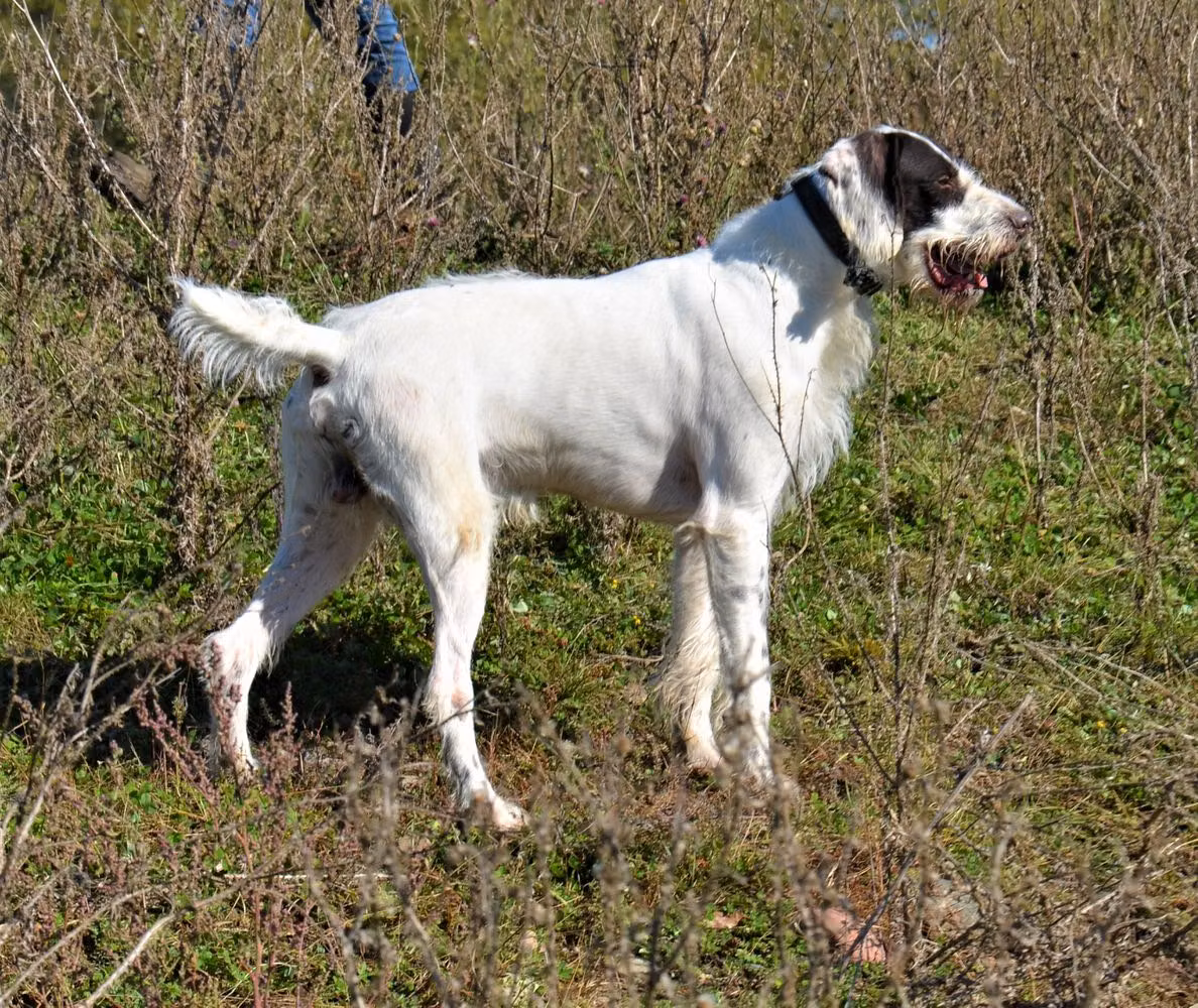St. Croix's Wide Receiver, a Mâle Braque allemand à poil dur registered with United Pet Club