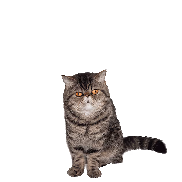 Exotic Shorthair — a Medium, Gentle Cat breed