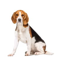 Beagle — rasa Pies: Mały i Przyjazny