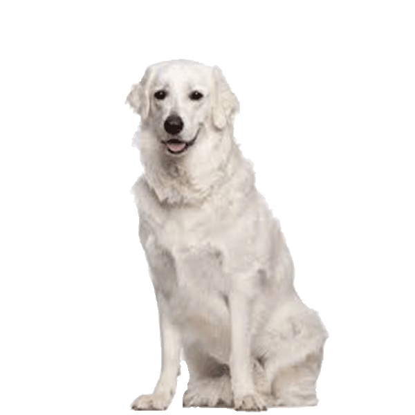 Kuvasz — rasa Pies: Duży i Oddany