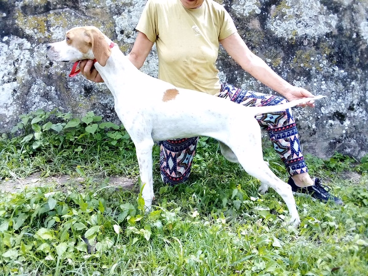MONILU'S PANDORA CEC, a Female Pointer registered with United Pet Club