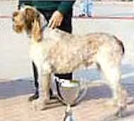 Silverstar del Benaco, a Mužjak Talijanski oštrodlaki ptičar registered with United Pet Club
