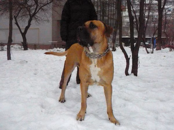 Belian King — Tosa Belian King, a Male Tosa registered with United Pet Club