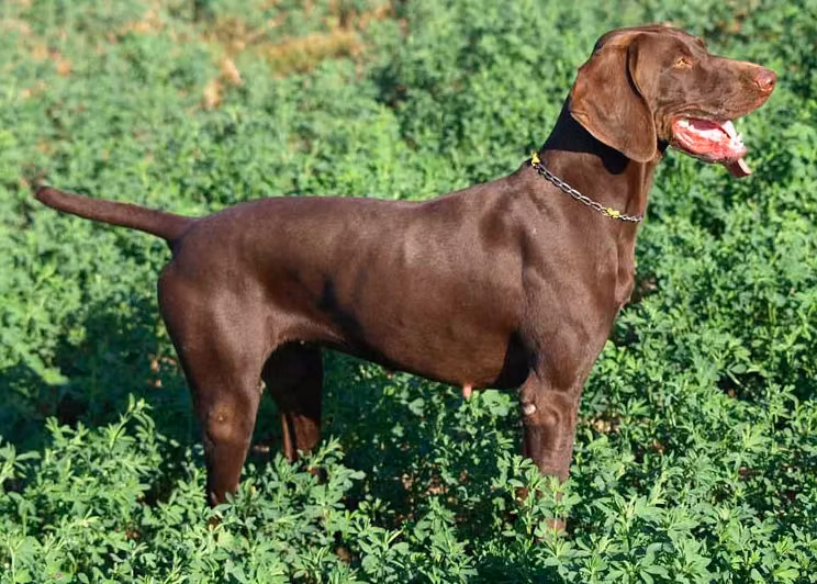 Dickie du Val de Ceze, a Femelă Pointer German cu Păr Scurt registered with United Pet Club