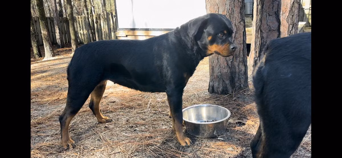 CTR ZEENA, a Femmina Rottweiler registered with United Pet Club