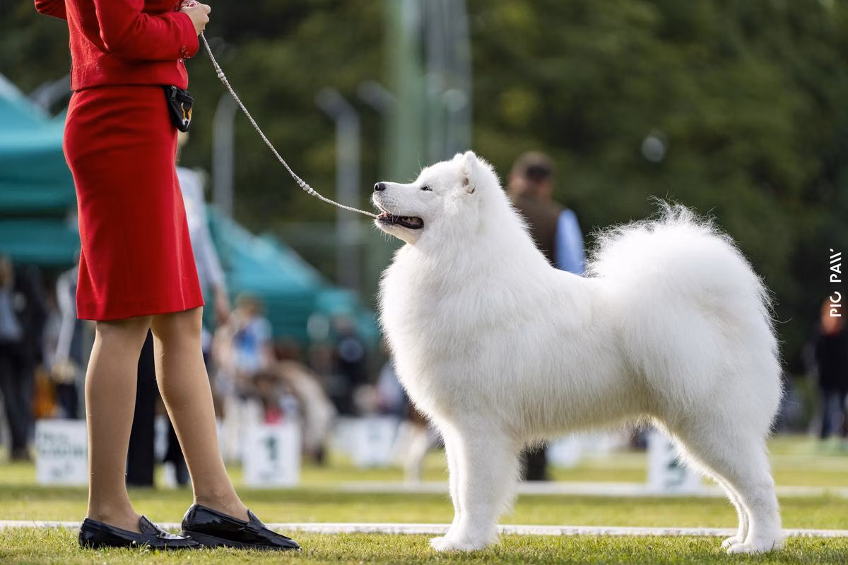 Jurassic Yed AMUR, a Male Samoyed registered with United Pet Club