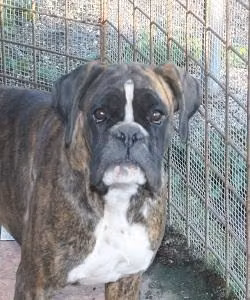 Luva del Gran Mogol, a Patelė Boxer registered with United Pet Club