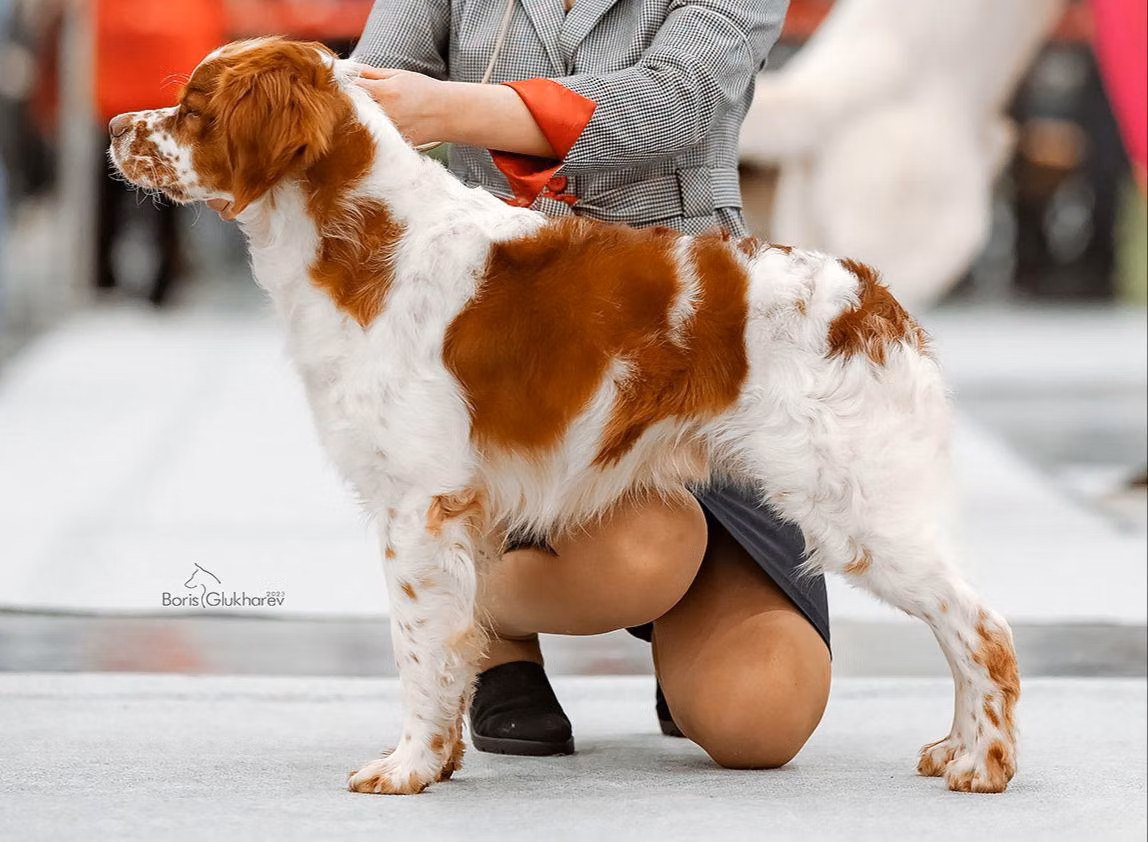 AJZEK, a Männlich Epagneul Breton registered with United Pet Club