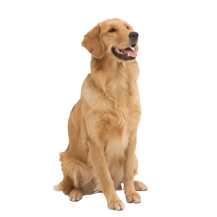 Golden retriever — rasa Pies: Duży i Przyjazny