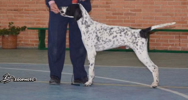 MONILUS FERMIN — Pointer MONILUS FERMIN, a Male Pointer registered with United Pet Club