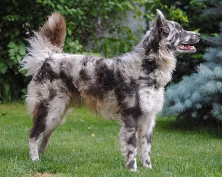 Gulakuti Huség, a Male Mudi registered with United Pet Club