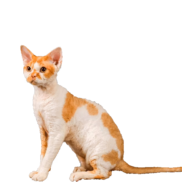 Devon Rex — a Small, Mischievous Cat breed