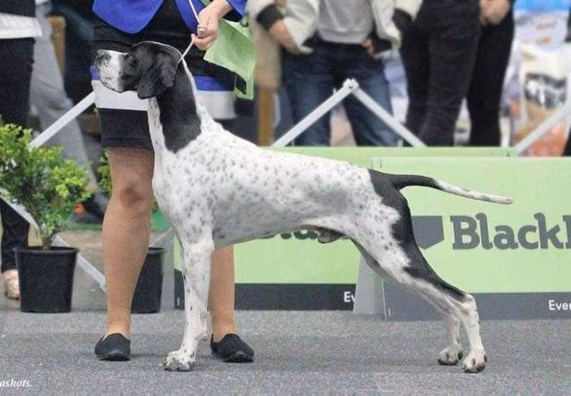 CHESTERHOPE PLAY IT AGAIN, a Hann Pointer registered with United Pet Club
