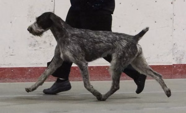 Blueline's Grand Finale, a Samice Německý drsnosrstý ohař registered with United Pet Club