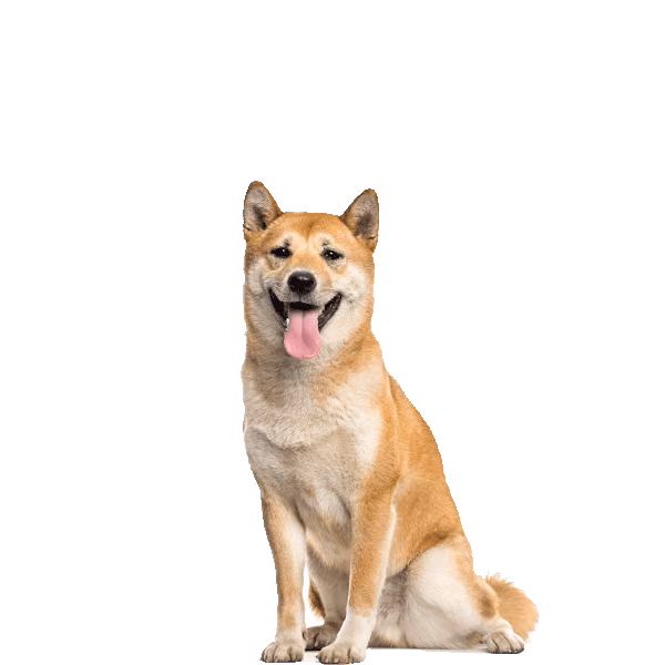 Shiba inu — rasa Pies: Mały i Niezależny