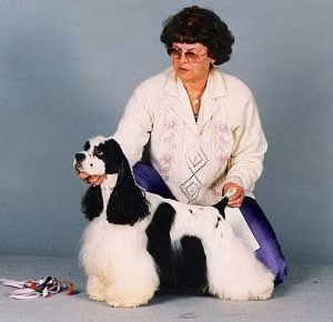 DERANO'S DARE DEVIL, a Male Amerikai cocker spániel registered with United Pet Club
