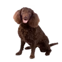 Amerykański spaniel dowodny — rasa Pies: Średni i Przyjazny