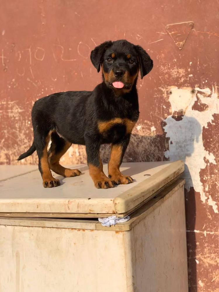 BRACHA, a Hembra Rottweiler registered with United Pet Club