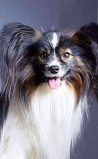 Flycom Gregory Peck, a Macho Papillón registered with United Pet Club