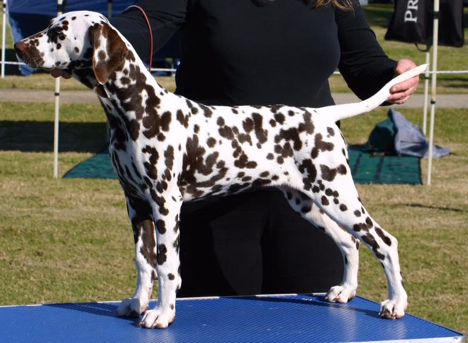 Paceaway Wingz O Fyre, a Female Dalmatyńczyk registered with United Pet Club