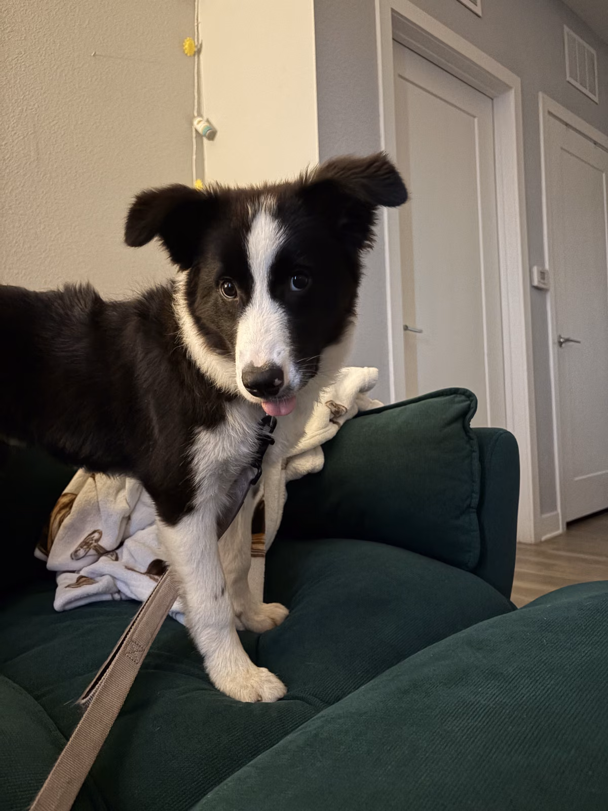 Fang — Border Collie Fang, a Male Border Collie registered with United Pet Club