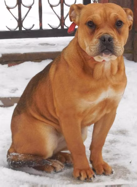 ALFA HAUS SABAT, a ماده کا ده بو registered with United Pet Club