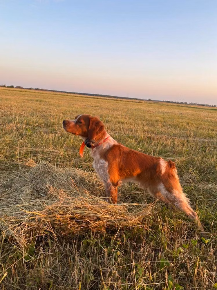 REM., a Männlich Epagneul Breton registered with United Pet Club