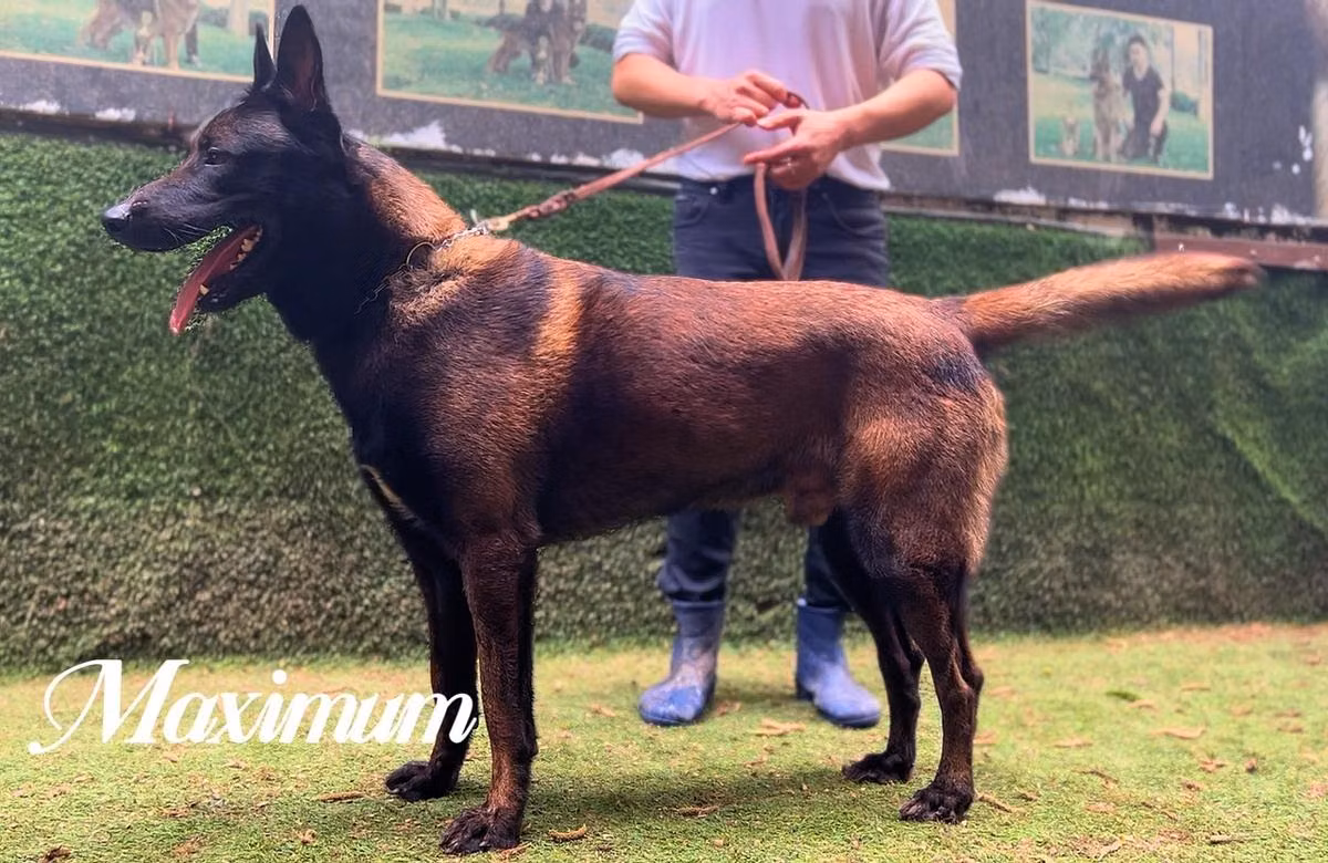 Maximum, a Maschio Malinois registered with United Pet Club