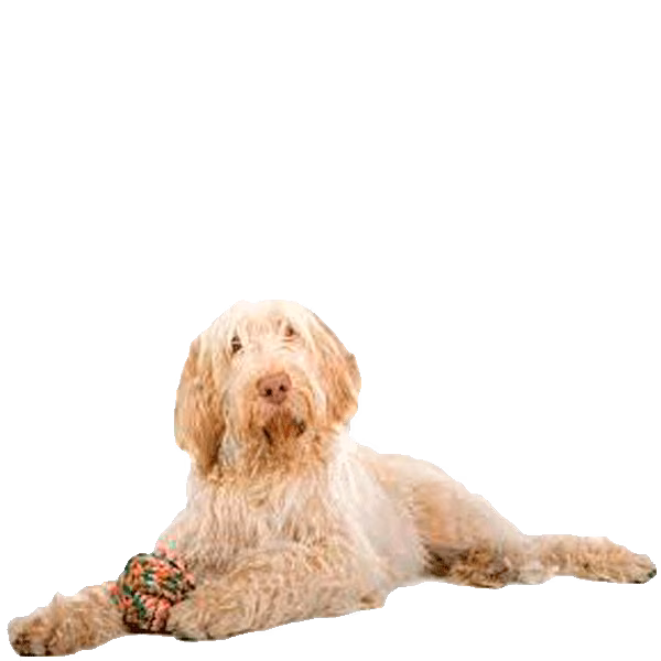 Spinone włoskie — rasa Pies: Duży i Łagodny