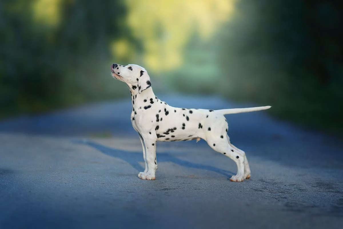 GLORIANDUS PUSHKIN, a Han Dalmatiner registered with United Pet Club