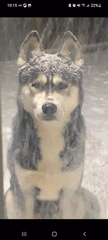 Duke Hill, a Maschio Siberian Husky registered with United Pet Club